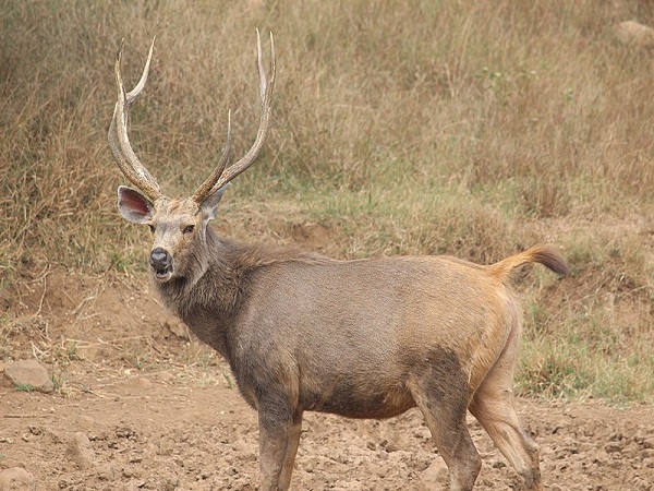 सरिस्का