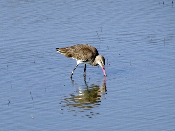 गुंडालाओ झील