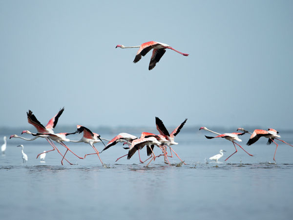 चिल्का झील