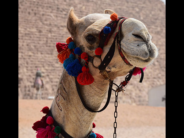 राजस्थान के मशहूर त्योहार