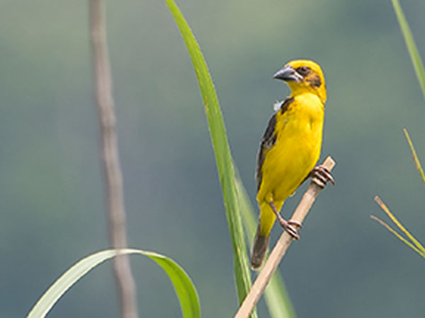 विजय सागर पक्षी विहार