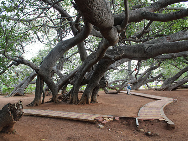 पिल्ला मरी