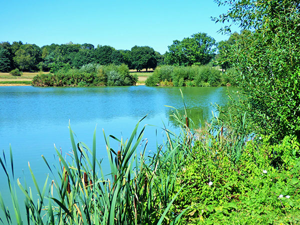  राजा का तल