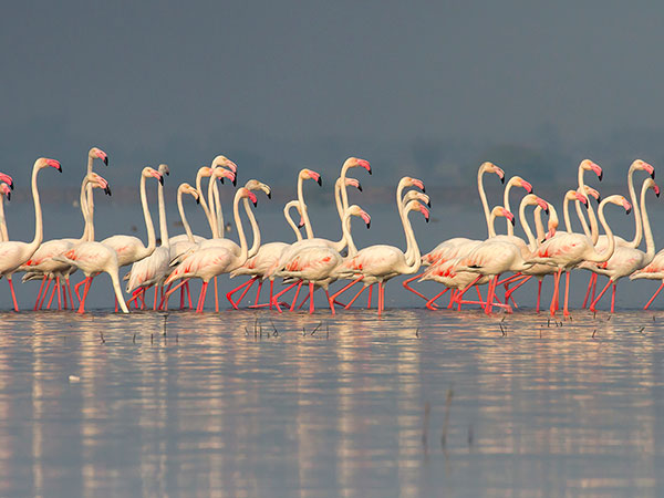 भिगवन के बैकवॉटर