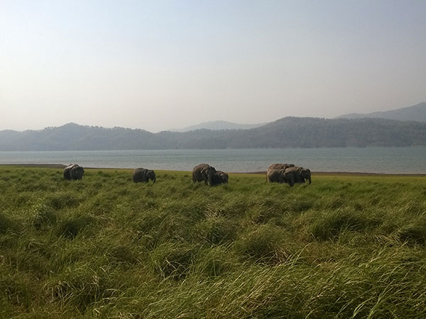 जिम कॉर्बेट नेशनल पार्क