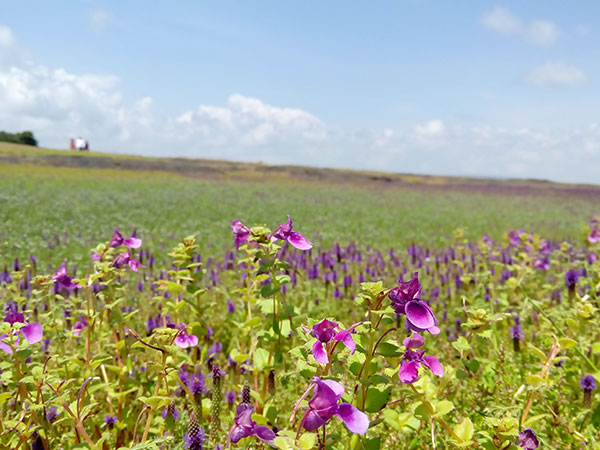 कास पठार