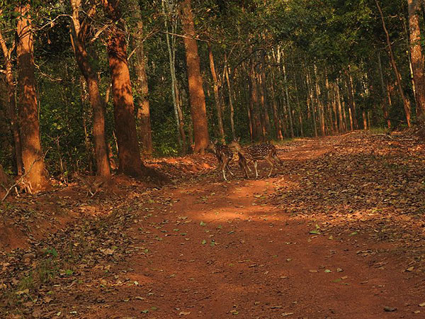 सिमलीपाल नेशनल पार्क