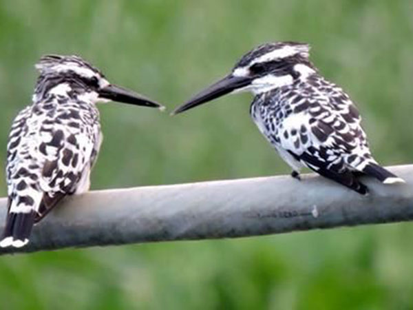 कांजली वेटलैंड