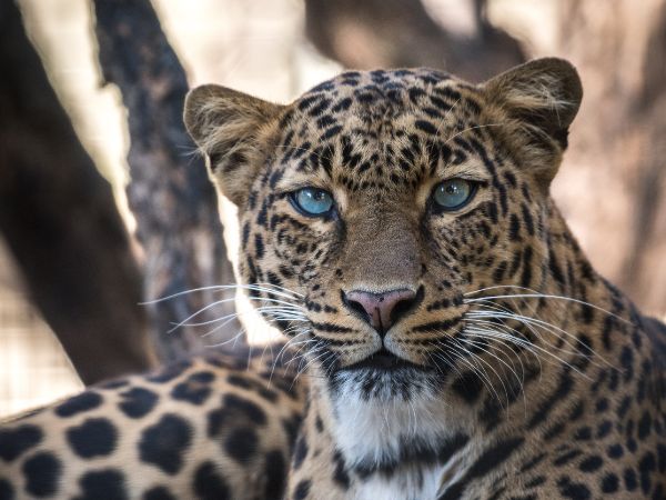 वन्यजीवों के संघर्ष की आशंका बढ़ी वन्यजीवों के संघर्ष की आशंका बढ़ी
