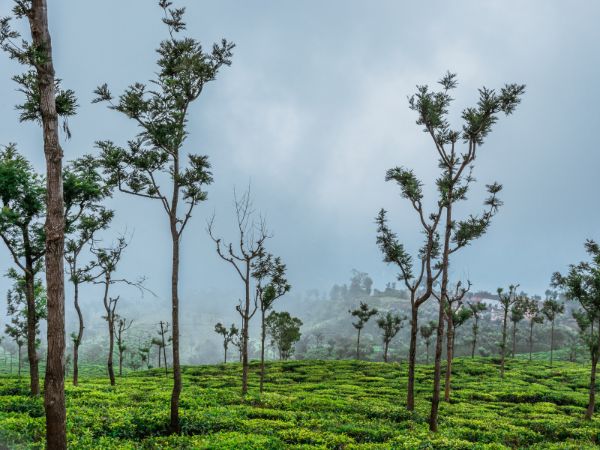 हिडेन वैली