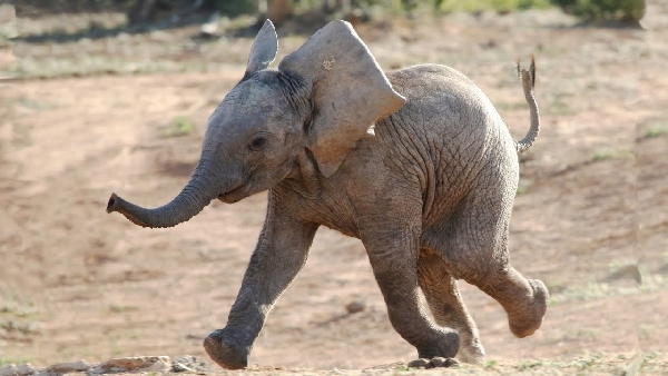 Baby elephant