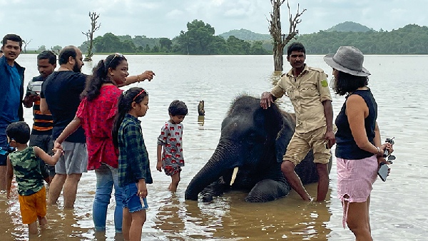 elephant bathing at camp