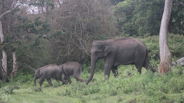 Elephants at bandipur national park