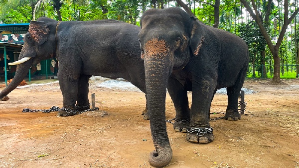 Sakrebyle elephant camp