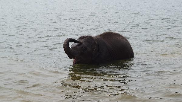  fees to visit sakrebyle elephant camp
