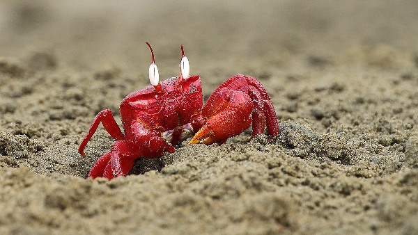 Red crab 