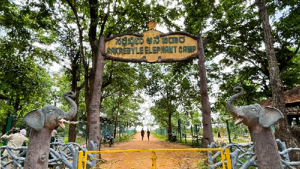 Main gate of sakrebyle elephant camp