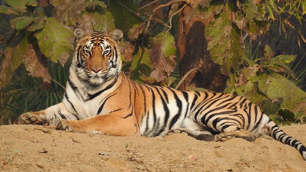 Ranthambhore national park