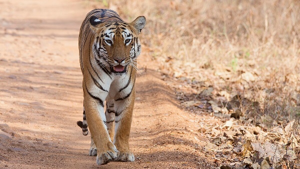 Kanha national park
