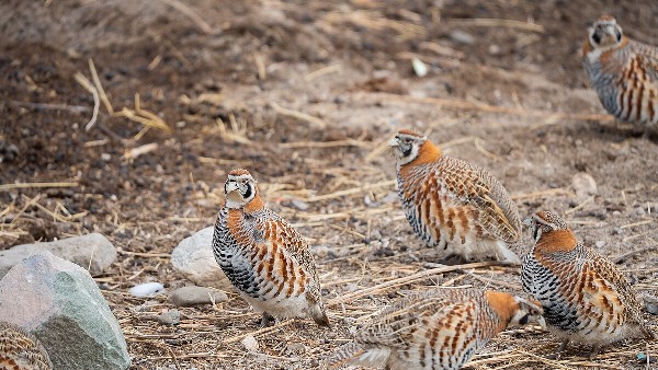 birds ladakh
