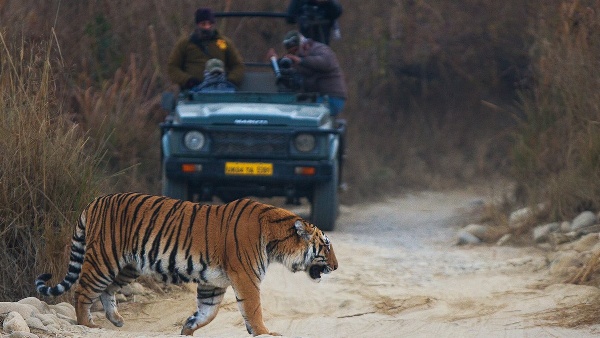 Jim corbett tiger