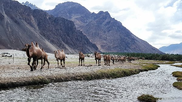 camel of nubra