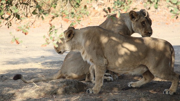 gir forest