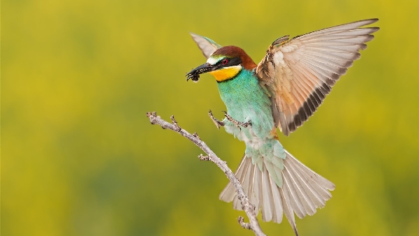 bee eater