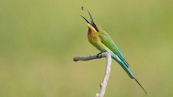 blue tailed bee eater