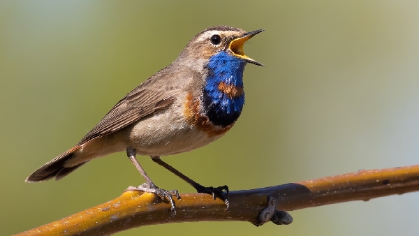 bluethroat