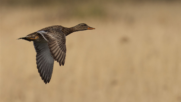 gadwall