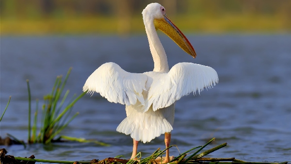 white pelican
