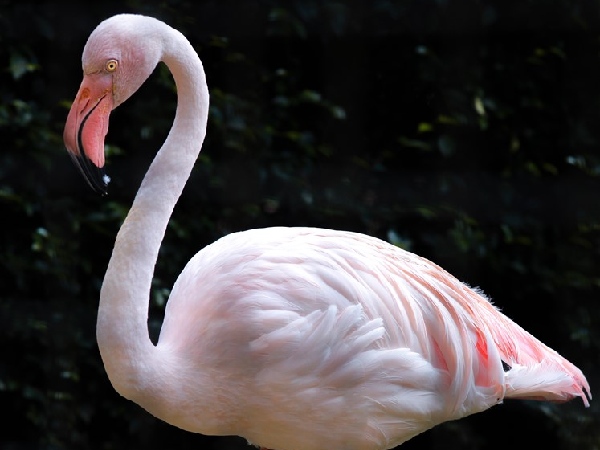 pink flamingo