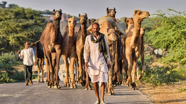 camel trade