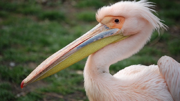 rosy pelican