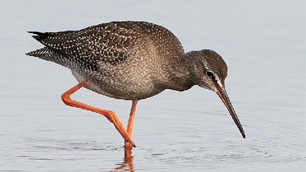 spotted redshank