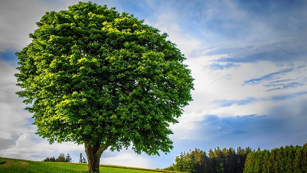 tree big haryana pension tree big haryana pension