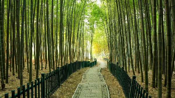 baansera bamboo theme park delhi