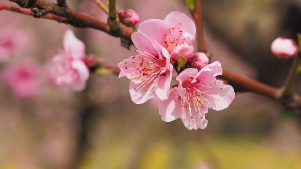 cherry blossoms nature