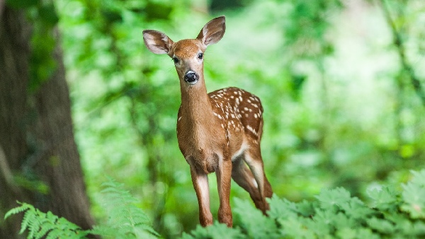cute wild deer