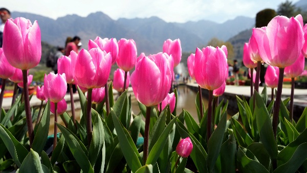 srinagar tulip garden kab khulega