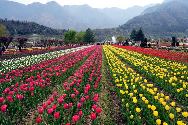 opening date of tulip garden kashmir srinagar
