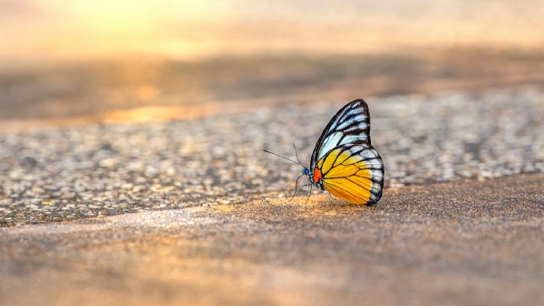 butterfly park sikkim