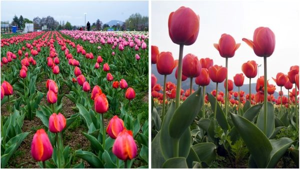srinagar tulip garden closed