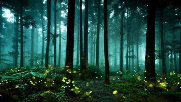 glowing forest of maharashtra