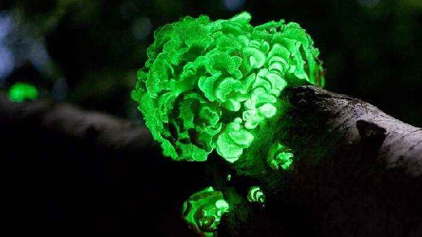 glowing mushroom