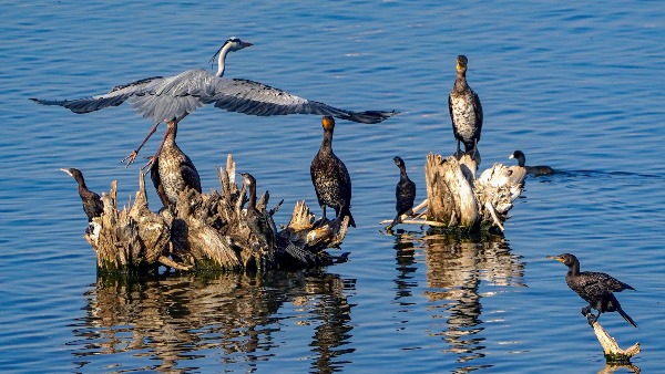 migratory birds from mumbai