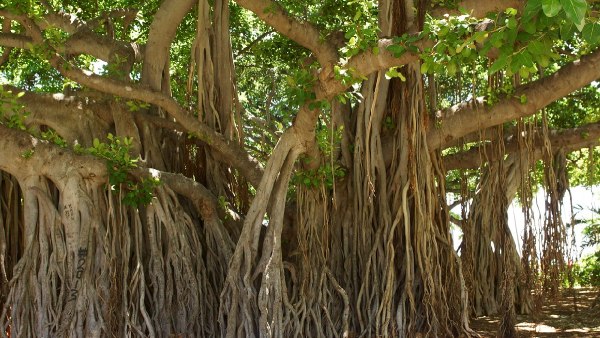oldest banyan trees in india