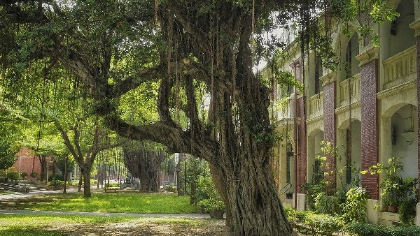 biggest banyan trees