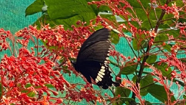 butterfly conservetory